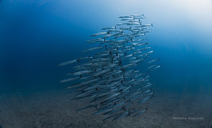 Primera vez en 40 años: Aguas frías y ricas en nutrientes del Golfo de Panamá no surgieron en estación&nbsp;seca