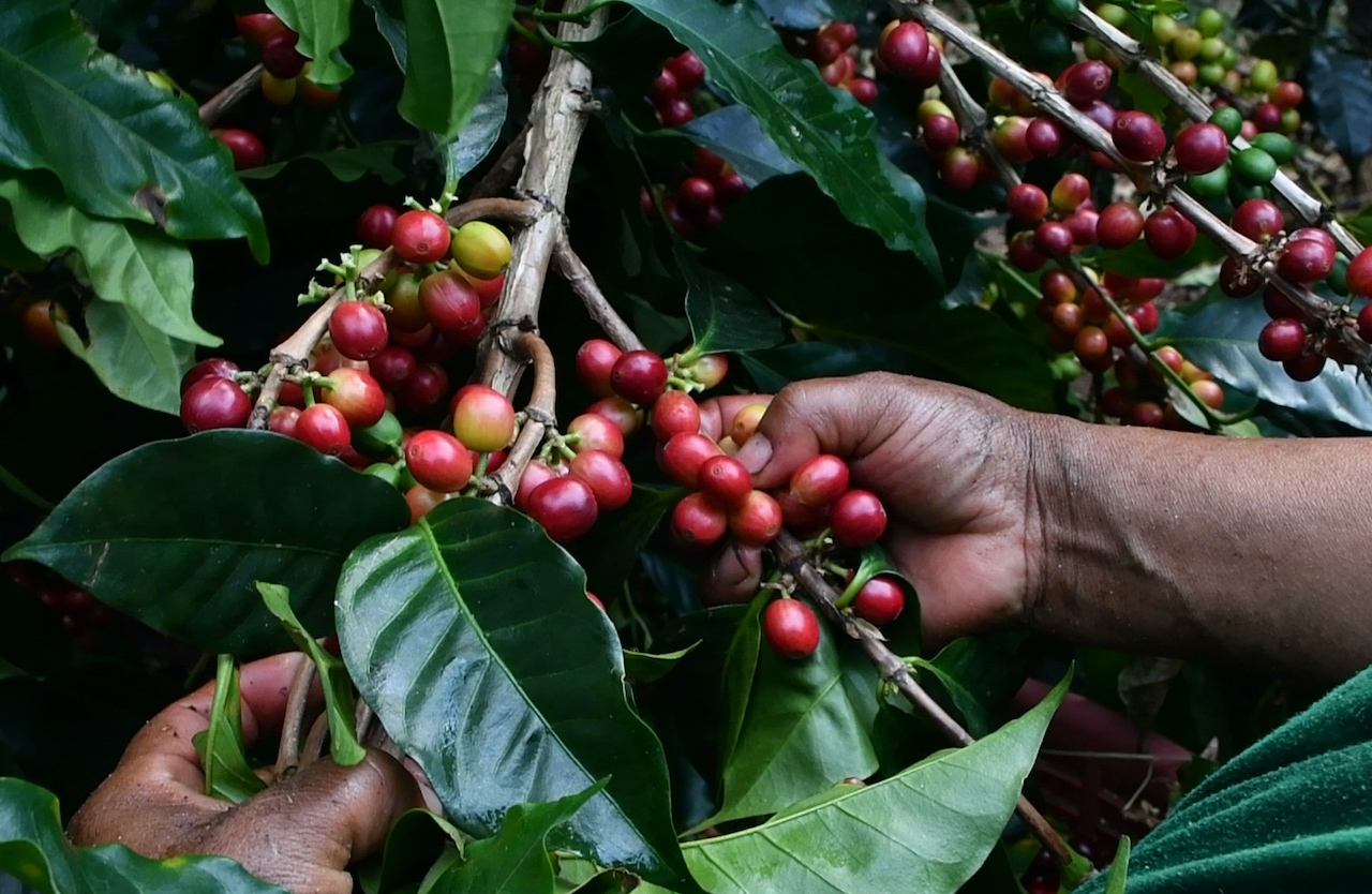 LA COSECHA, desde hoy en FITUR 2026: Invitación a visitar origen del café más valorado del mundo 