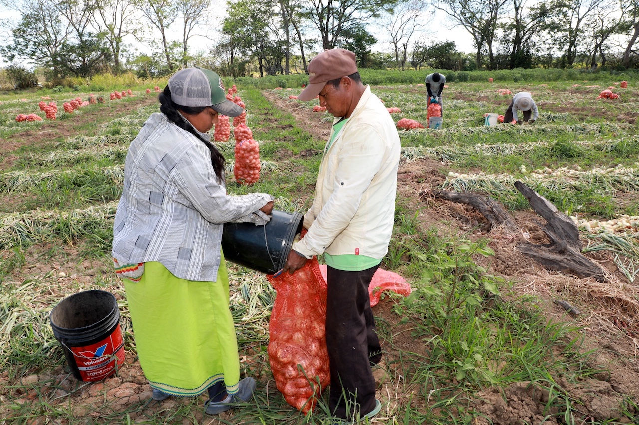 Préstamos para semilla, insumos y sistemas de riego, otorgó BDA a productores de&nbsp;cebolla