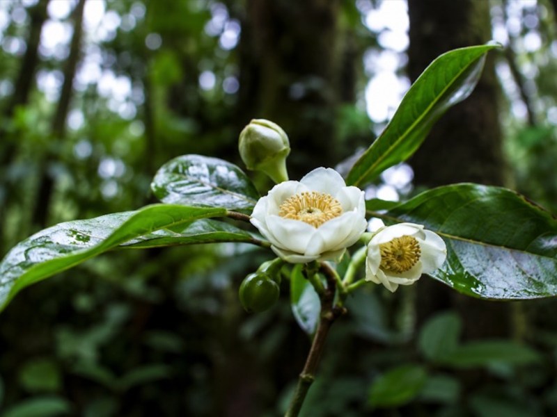 Investigadores descubrieron tres nuevas especies de árboles del género Scottmoria, en bosques&nbsp;nubosos